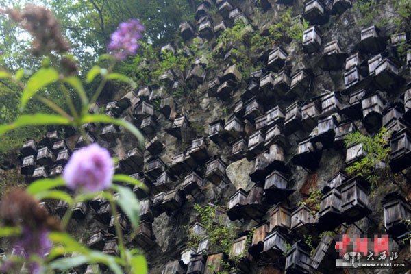 湖北神农架一处绝壁“长”数百蜂箱