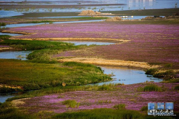 秋韵鄱湖 醉美花海