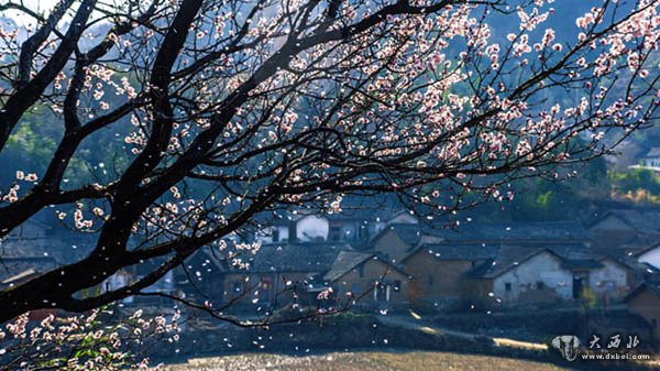 湖北麻城：杏花盛满枝 仙女散花时