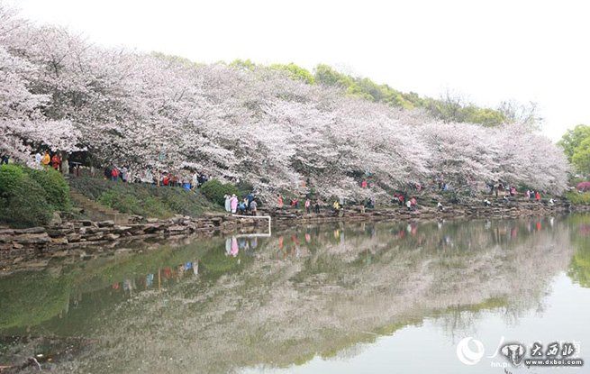 湖南省植物园千株樱花齐盛开 游人汇成海