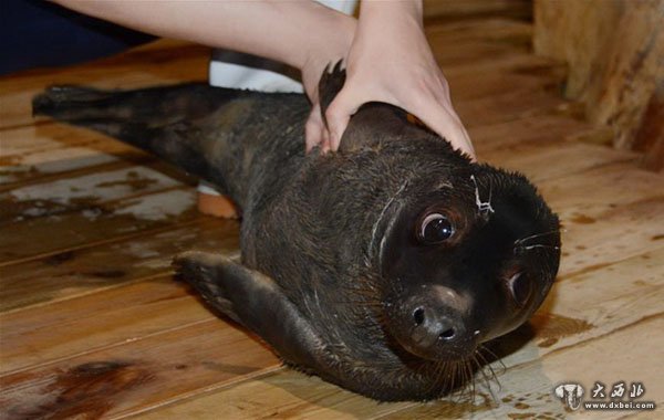 国内首只人工哺育成活灰海豹“六一”亮相