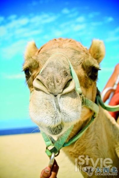 行走在沙海之间的骆驼憨态可掬。