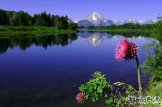 大提顿国家公园内美丽的山花于湖光山色互相掩映(8月12日摄)。