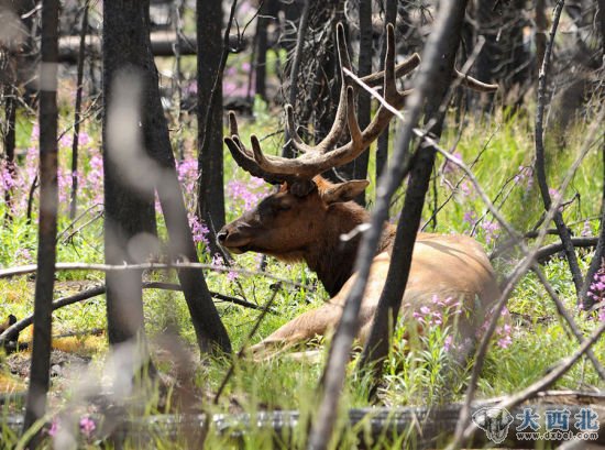 一只麋鹿在美国黄石国家公园的林间休憩(8月10日摄)。