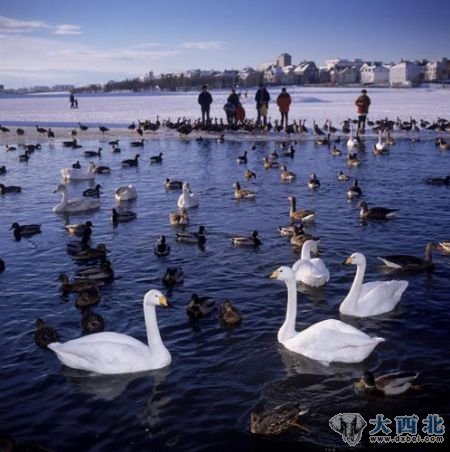 鸭子湖