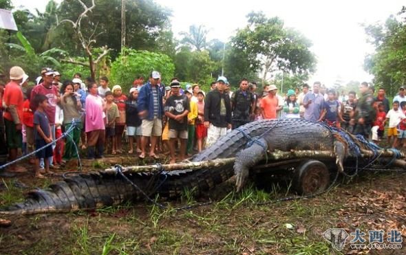 菲律宾捕获最大鳄鱼