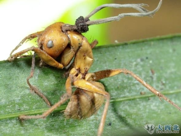 发现形成僵尸蚂蚁的新菌类