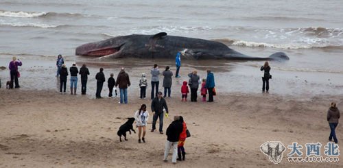 一头长10.7米的抹香鲸神秘搁浅在海滩上，附近居民纷纷前来围观。