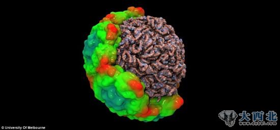 澳大利亚墨尔本大学的科学家们日前获得了一种最常见的感冒病毒的3D图像。这里的这张图像所展示的是将细胞切开，展露出其内部情况