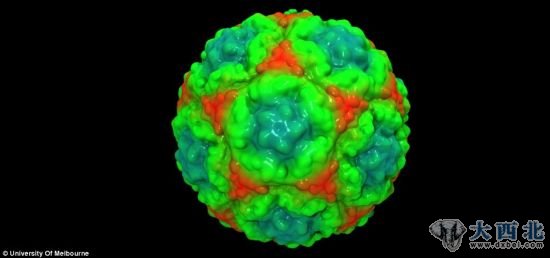科学家使用全世界最强大的计算机之一来帮助创建了人鼻病毒的3D图像