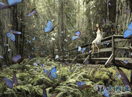 索尼摄影大赛佳作：千只蝴蝶环绕女孩似童话世界