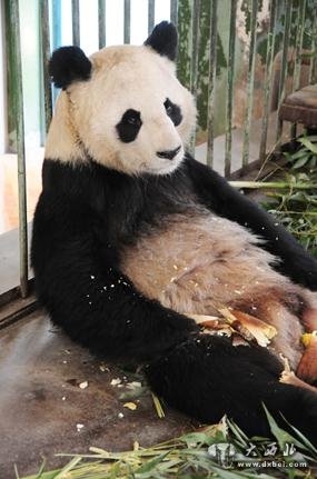 兰州动物园回应网传“受虐”大熊猫事件