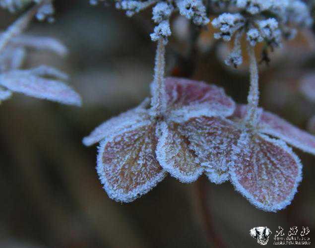 冰雪花卉