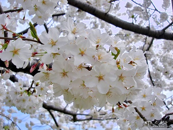 樱花起源于哪里？中国日本韩国打起来了