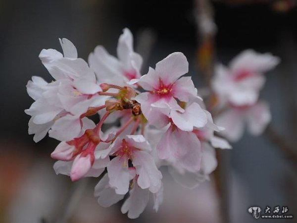 樱花起源于哪里？中国日本韩国打起来了