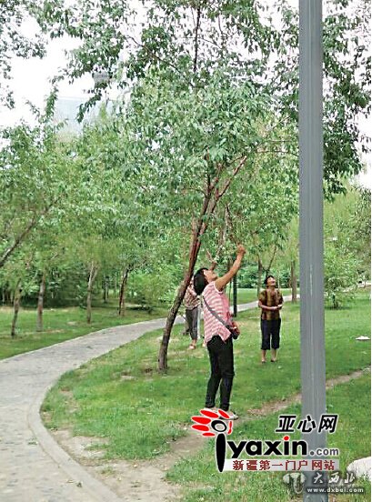 棍棒下，野桃坠，树枝泣 乌鲁木齐南湖广场果树被部分市民“强摘”