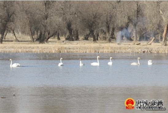 张掖国家湿地公园水质净化区首次发现大天鹅