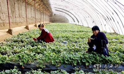 榆中温室采摘代表的旅游休闲观光农业基地