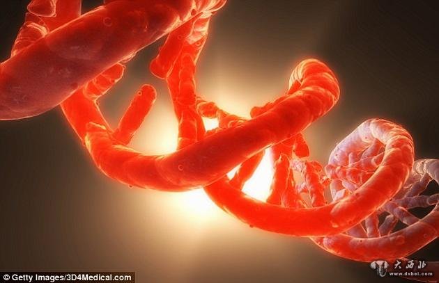 科学家认为，遗传机制之所以不再变化，可能是因为DNA翻译产生蛋白质的方式本身存在着某种限制。
