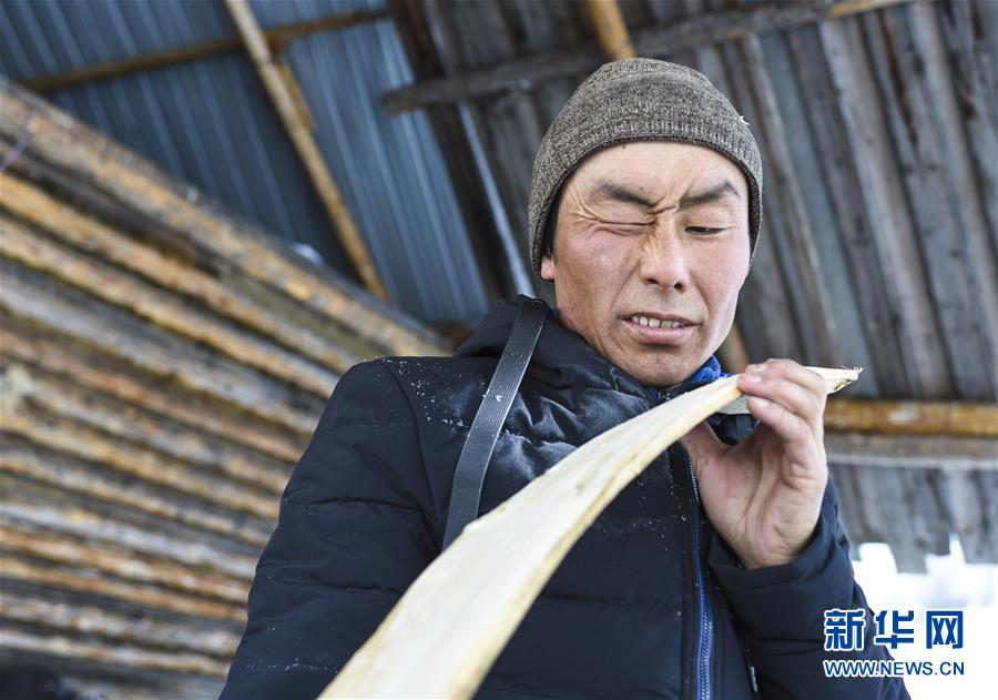 新疆阿勒泰地区布尔津县禾木村的牧民森格尔在制作毛皮滑雪板（2019年1月3日摄）。 