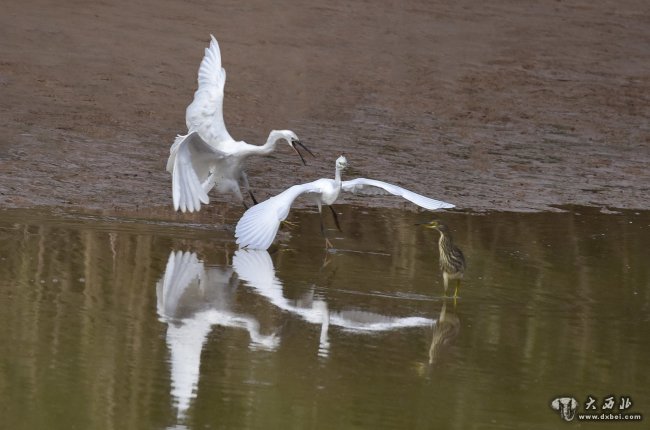 兰州黄河之滨也很美 初冬时节候鸟翩跹来做客