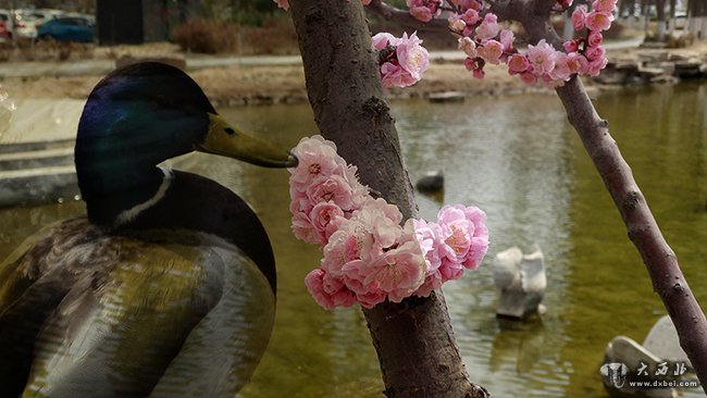 兰州黄河之滨春景图：野凫眠岸有闲意  老树着花无丑枝
