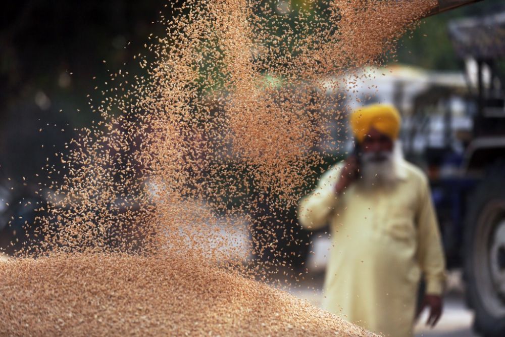印度禁止小麦出口市场